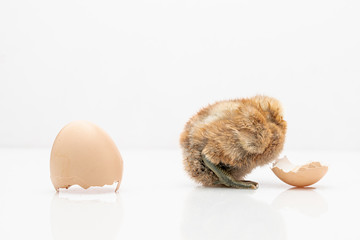 brown egg and chicken isolated on a white background,Small chicks and egg shells.