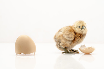 brown egg and chicken isolated on a white background,Small chicks and egg shells.