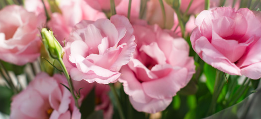 beautiful Eustoma white and pink flowers bouquet, Close up Lisianthus, tulip gentian, eustomas. isolate banner