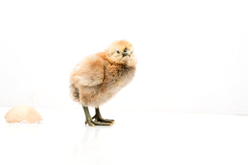 brown egg and chicken isolated on a white background,Small chicks and egg shells.