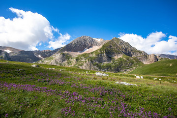 Fototapeta premium Blooming meadows in the summer landscapes of the caucasus mountains in Russia