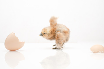brown egg and chicken isolated on a white background,Small chicks and egg shells.