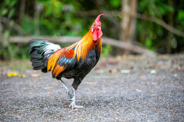 rooster in the farm