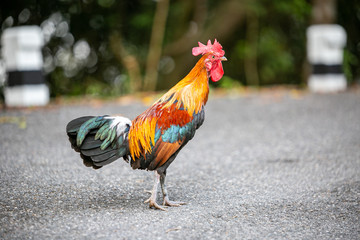 rooster in the farm