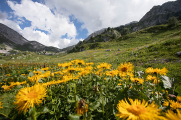 Fototapeta na wymiar Blooming meadows in the summer landscapes of the caucasus mountains in Russia