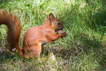 Naklejka na ściany i meble A bright red squirrel holds a nut on a background of green grass. Closeup. Wildlife background.