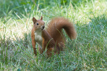 A bright red squirrel looks at the photographer against a background of green grass. Closeup. Wildlife  background.