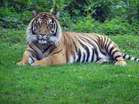 Tigre du Bengal, parc zoologique