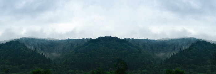 Panoramic view of wooded mountains, hills and forest. Dramatic wall green tree forest in fog and blue sky with low gray clouds for creative background. Back to nature concept, banner, copy space.