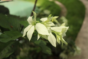 close up of a green plant