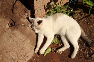 white cat sleep on the ground 