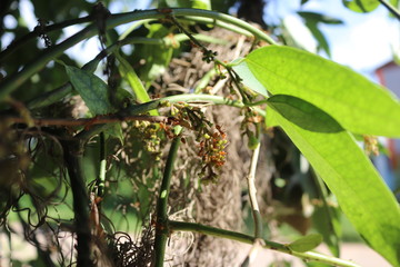 green leaves on a tree and red ant