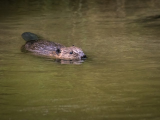 Beaver swimming in a river called Wulka in Burgenland