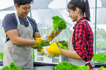 farmer ware agricultural gloves keep vegetable at hydroponic farm and observing growth vegetable...