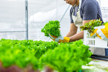 farmer ware agricultural gloves keep vegetable at hydroponic farm and observing growth vegetable...
