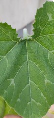 closeup shot of leaves with visible patterns on it