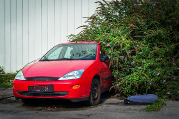 Old red car overgrown by some flower plant
