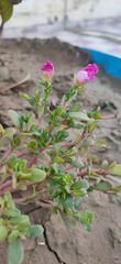 Pink blooming flowers with leaves