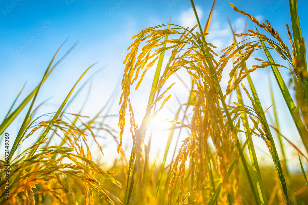 Wall mural Agriculture golden rice field under blue sky at contryside. farm, growth and agriculture concept.