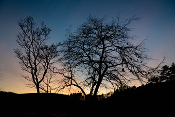 tree in twilight