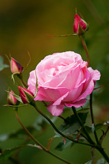 綺麗なピンクのバラ