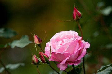 綺麗なピンクのバラ