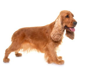 cocker spaniel in studio
