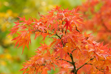 綺麗な赤の紅葉
