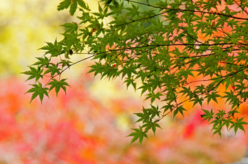 綺麗な緑の紅葉