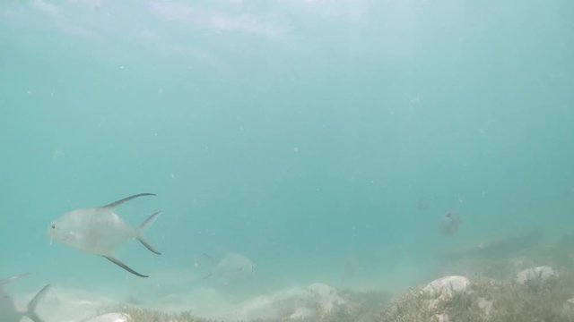 Bonefish and trachinotus goodei fish eating queen conch in shallow water in Los Roques Venezuela National Park. Slow motion