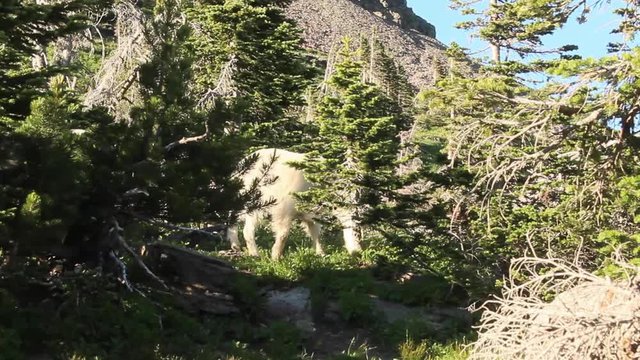 Mountain goat hidden behind bushes at Glacier National Park
