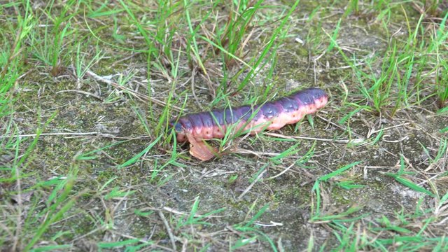 a big black-orange caterpillar crawls hastily across the ground