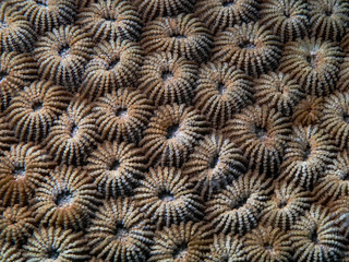 Stony Coral, Blumen-Sternkoralle (Diploastrea heliopora)