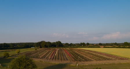 Luftaufnahme mit einer Drohne von bunten Rosenfeldern