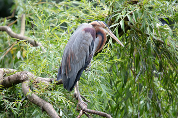 Purple Heron (Ardea purpurea)