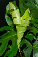 Leaf expansion of horsehead philodendron (Philodendron selloum)