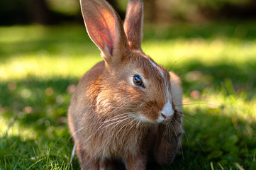 rabbit in the grass