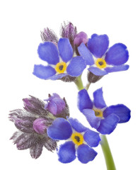 Fototapeta na wymiar fine dark blue forget-me-not small flowers on stem