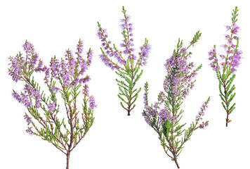 four violet blossoming heather branches on white