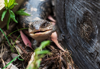 austarlian native lizard in a forest