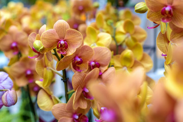 Close-up of many yellow and pink orchids on a blurred background, selective focus. Natural floral background for the designer. Orchidea phalaenopsis in the store.