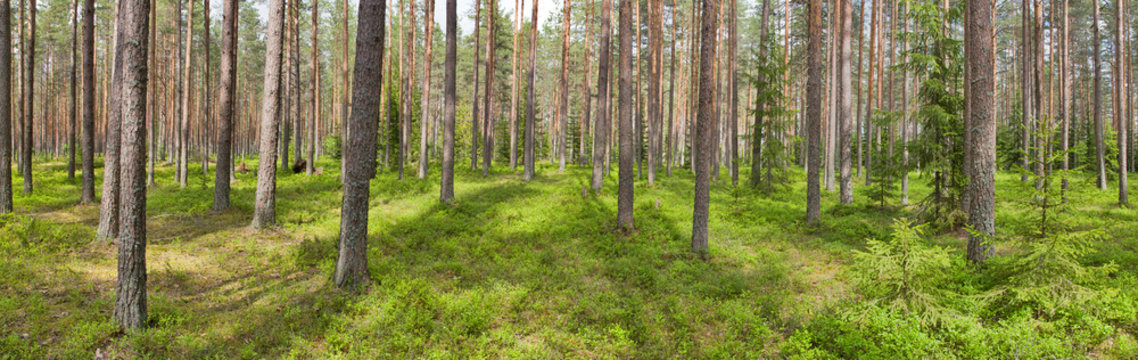 blueberry green bushes in pine forest panorama