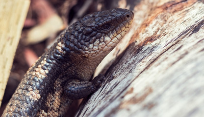 australian blue tongue lizard