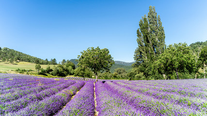 Plakat Lavendelfeld in voller Blüte, Provence, Còte d´Azur, Frankreich
