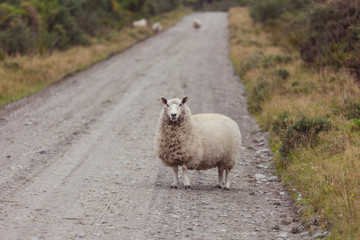 Sheep