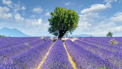 Lavendel in voller Blüte, Champ de Levante, Provence, Còte d´Azur, Frankreich - obrazy, fototapety, plakaty