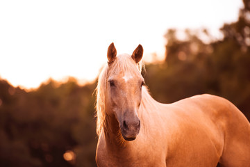 Palomino stallion in green grass pasture at sunset. Cream horse portrait.  © Tanya