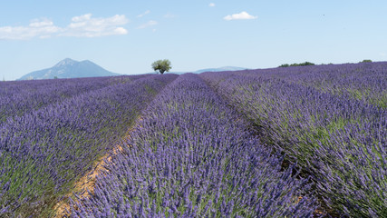 Plakat Lavendel in voller Blüte, Champ de Levante, Provence, Còte d´Azur, Frankreich