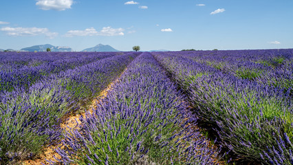 Lavendel in voller Blüte, Champ de Levante, Provence, Còte d´Azur, Frankreich