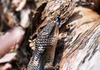 lizard on a tree log